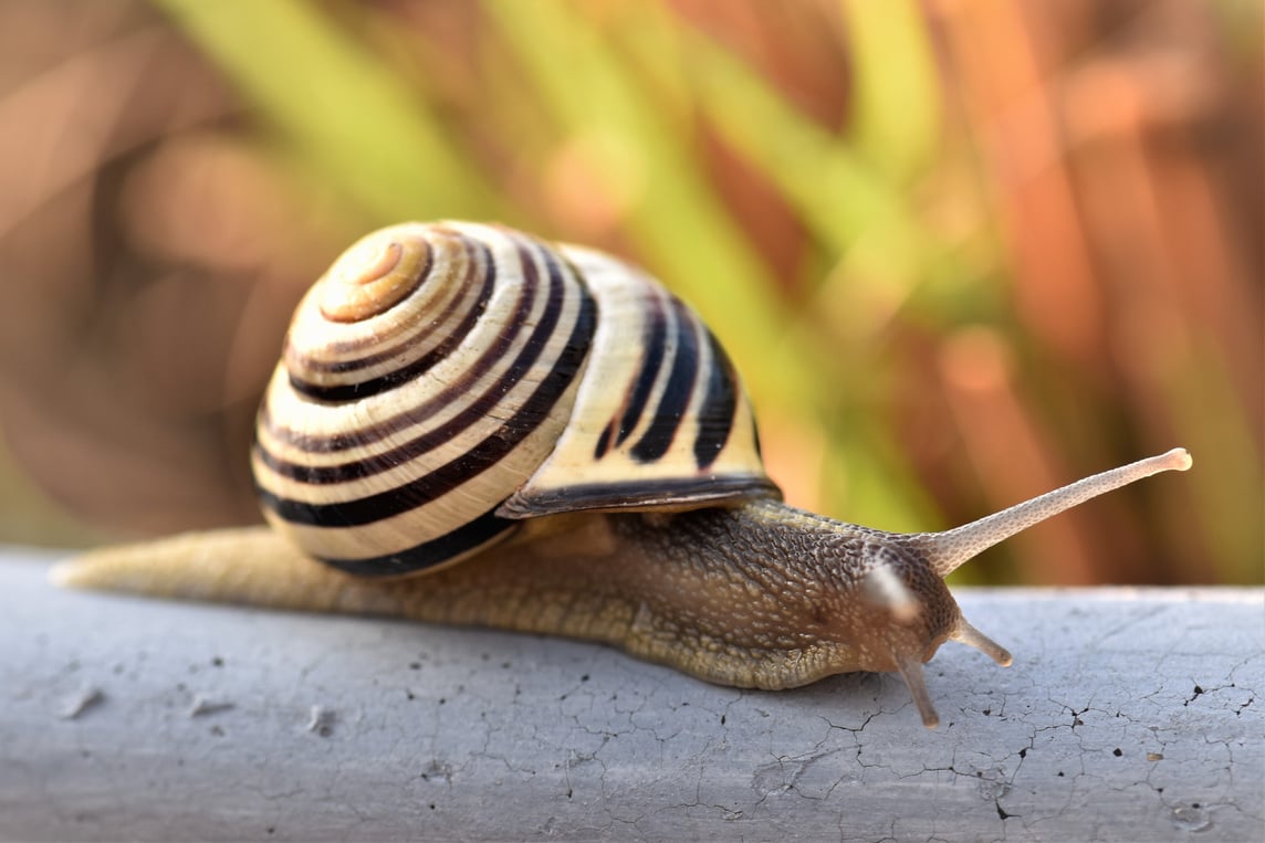 A Snail on Wood