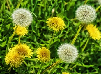 Dandelion Flowers and Seeds