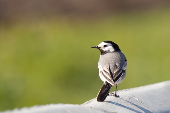 Wagtail